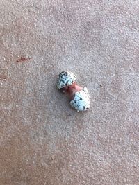 High angle view of crab on sand