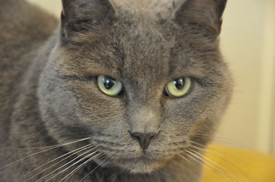 Close-up portrait of tabby cat