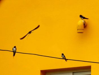 Low angle view of bird perching on cable against yellow wall