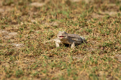 Lizard on a field