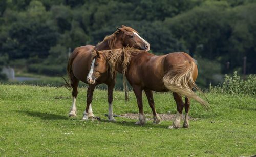 Horse grazing on field