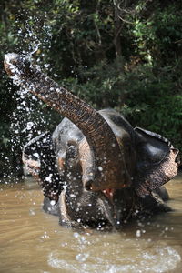 Elephant splashing water in river at forest