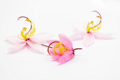 Close-up of pink flower over white background