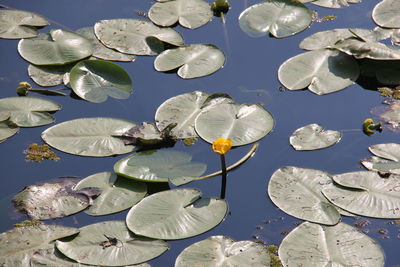 Lotus water lily in lake