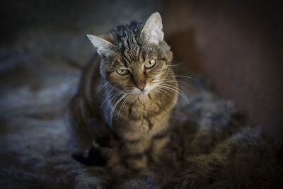 Close-up portrait of a cat