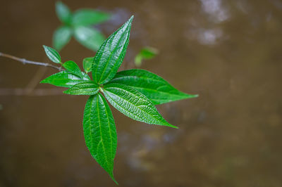 Twigs with green leaves over the water., close-up of plant