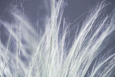 Full frame shot of stalks against the sky