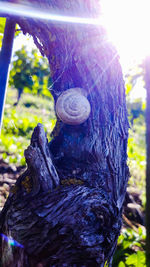 Close-up of snail on tree trunk