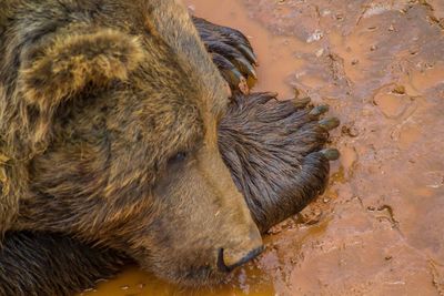 Close-up of bear resting on muddy land