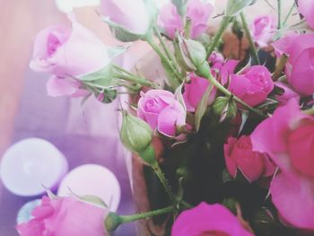 Close-up of pink flowers