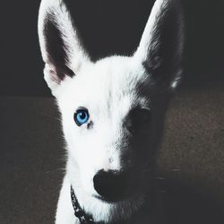 Close-up portrait of dog