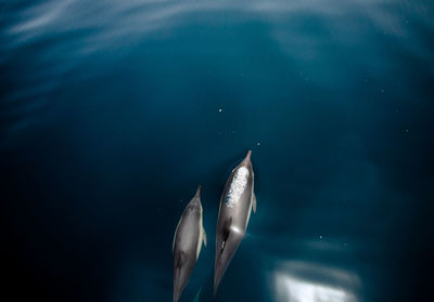 Fish swimming in sea