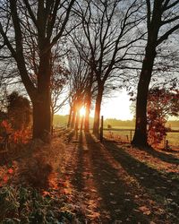 Sunlight streaming through trees during sunset