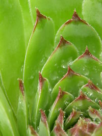 Full frame shot of cactus