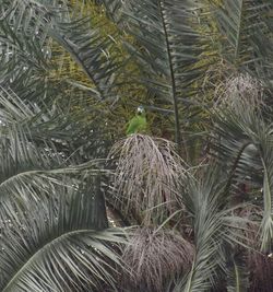 Full frame shot of palm tree