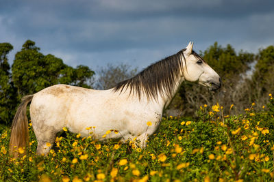 Horse standing on field, between flowers, looking cute and happy.