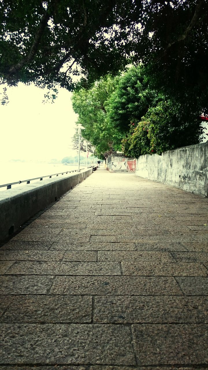 tree, the way forward, footpath, tranquility, walkway, tranquil scene, beach, diminishing perspective, shadow, nature, pathway, incidental people, sunlight, growth, day, outdoors, sand, sea, beauty in nature