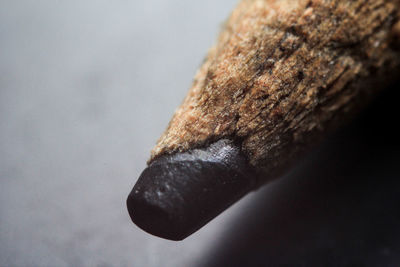 Close-up of tree trunk