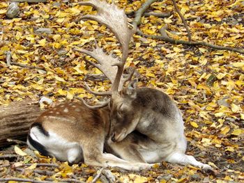 High angle view of deer sleeping on field during autumn