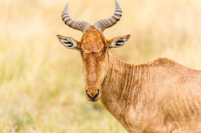 Close-up portrait of horse