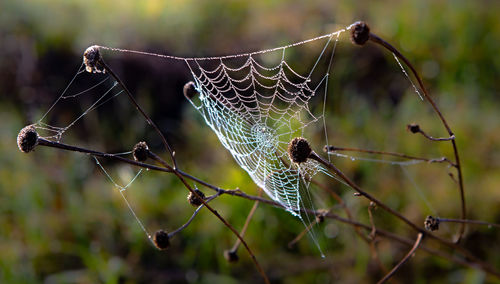 Close-up of spider on web