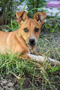 Portrait of dog on field