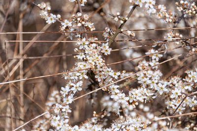 Close-up of white cherry blossom