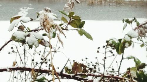 Close-up of plant against blurred background