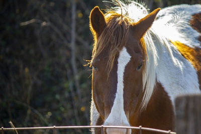 Close-up of a horse in ranch