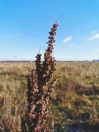 Close-up of plant on field against sky