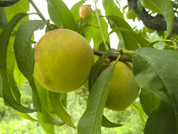 Close-up of fruit growing on tree