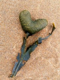 High angle view of crab on sand