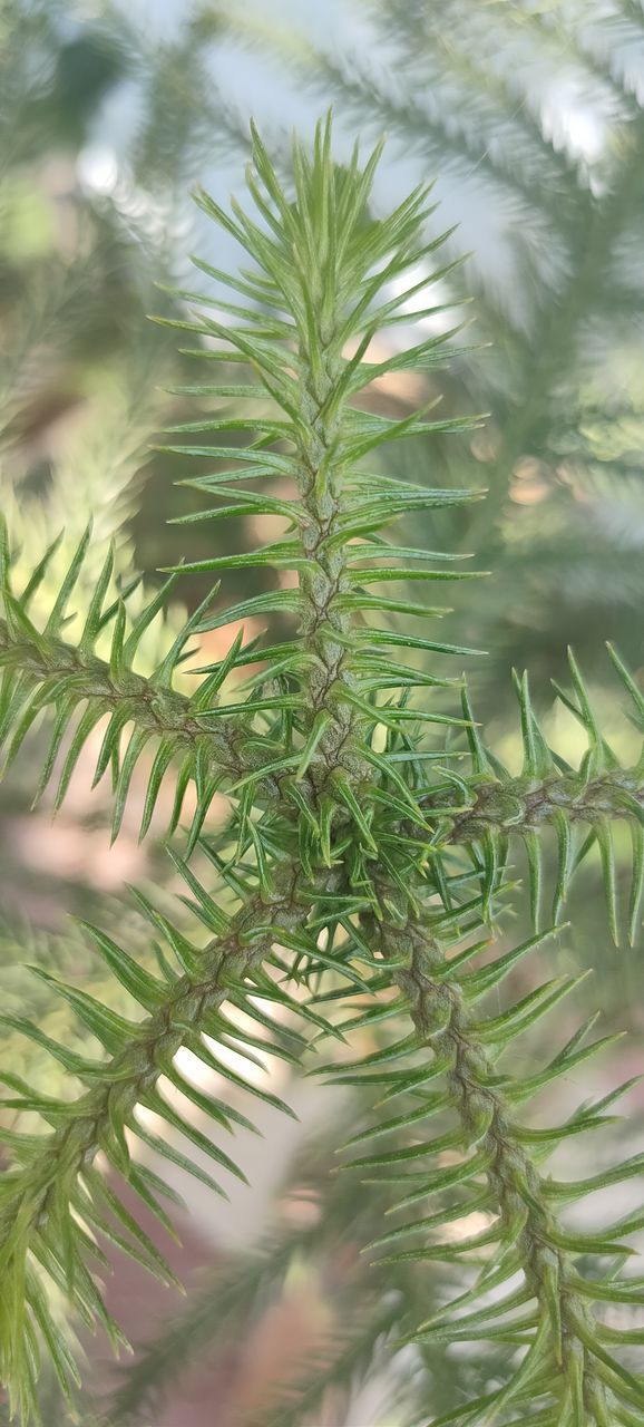 CLOSE-UP OF PINE TREE BRANCHES