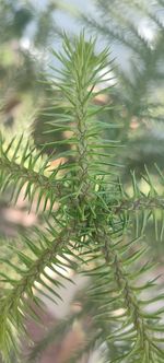 Close-up of pine tree