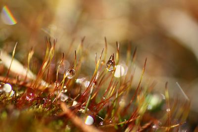 Close-up of plants against blurred background