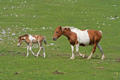 Horses in a field