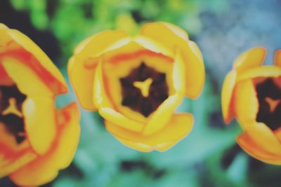 Close-up of yellow flowers blooming outdoors