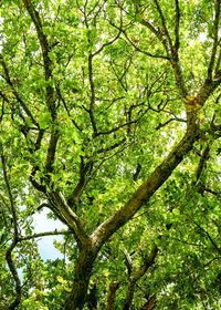 Low angle view of trees in forest