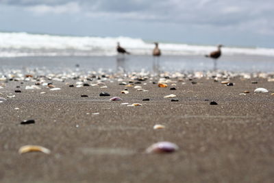 Close-up of water on beach against sky