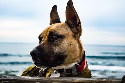 Dog looking at sea shore against sky