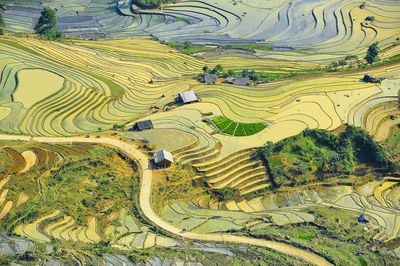 High angle view of agricultural field