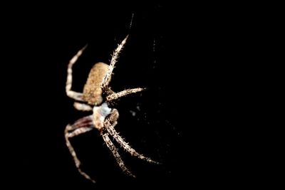 Close-up of spider