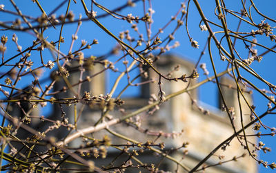 Low angle view of bare tree against blue sky