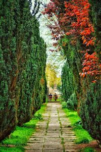 Footpath amidst trees during autumn