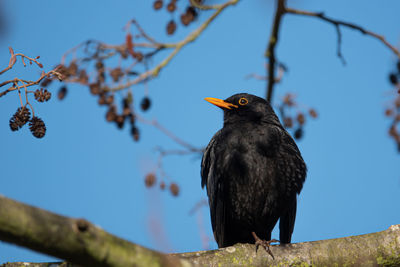 Low angle view of bird perching on branch against sky