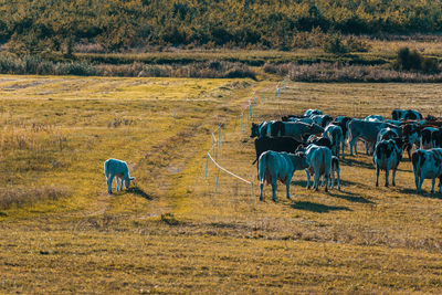 Horses in a field