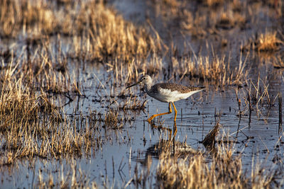 Side view of birds in lake