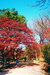 Trees against clear sky