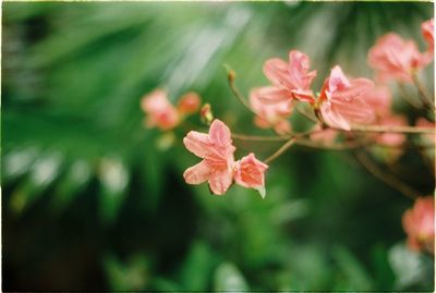 Close-up of pink flowering plant