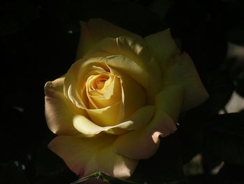 Close-up of rose